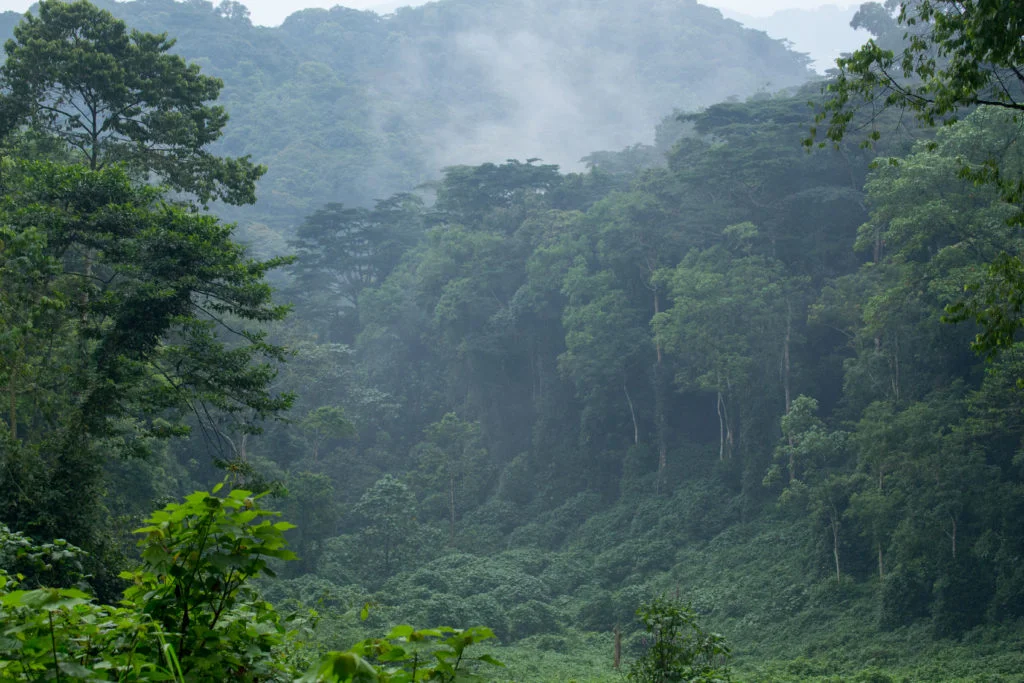 Mountain gorillas Bwindi