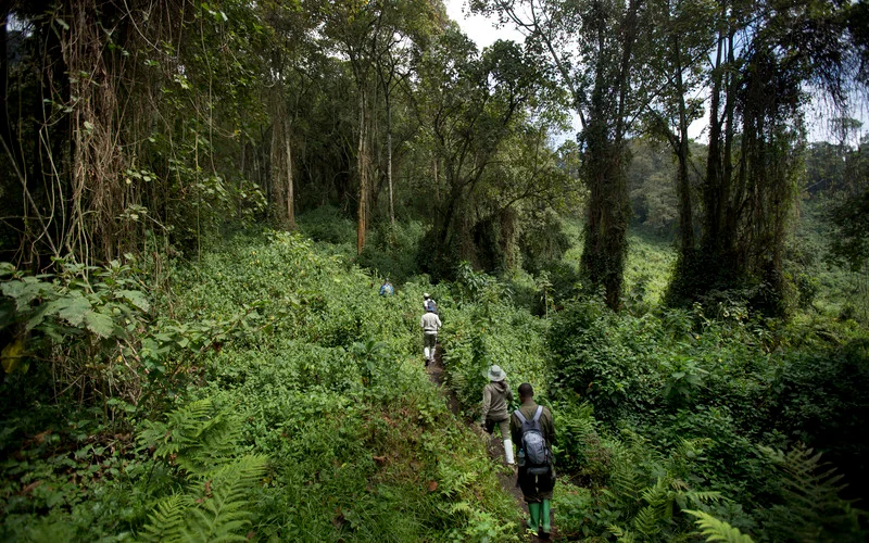 Kibale forest lush greenery