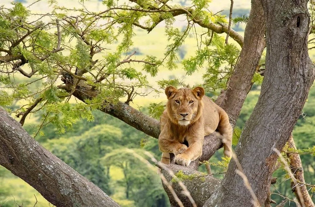 Wildlife safari in Queen Elizabeth National Park