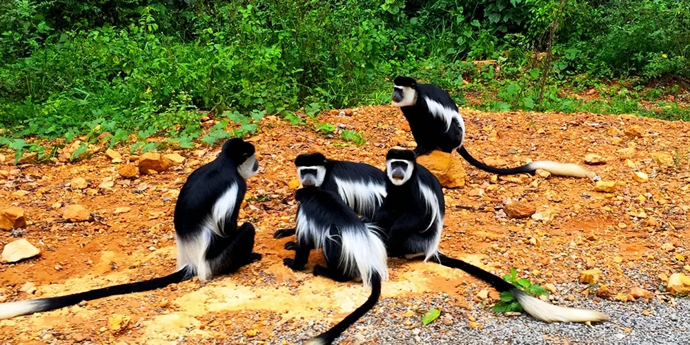 Wildlife in Lake Mburo National Park Uganda