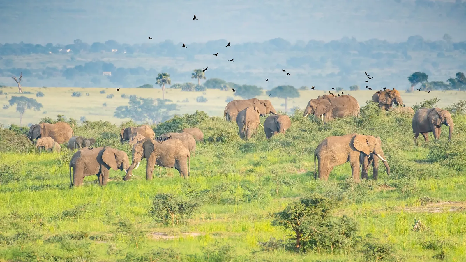 Safari wildlife Uganda elephants lions