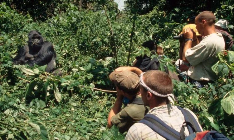 Gorilla trekking tour in Bwindi