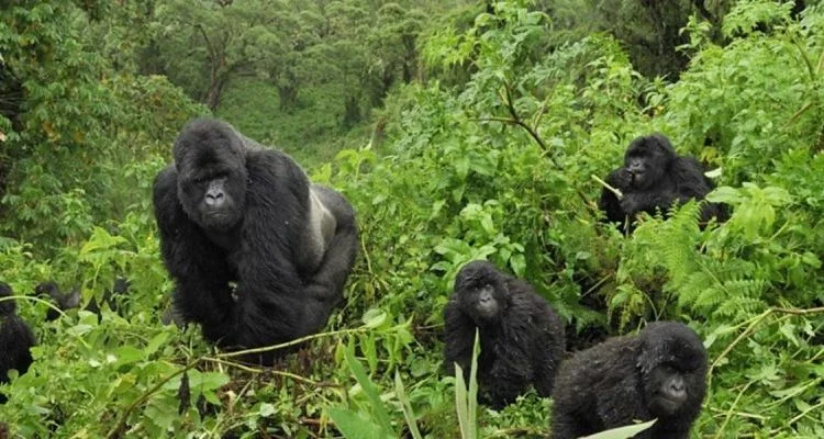 Bwindi Impenetrable National Park gorilla trekking