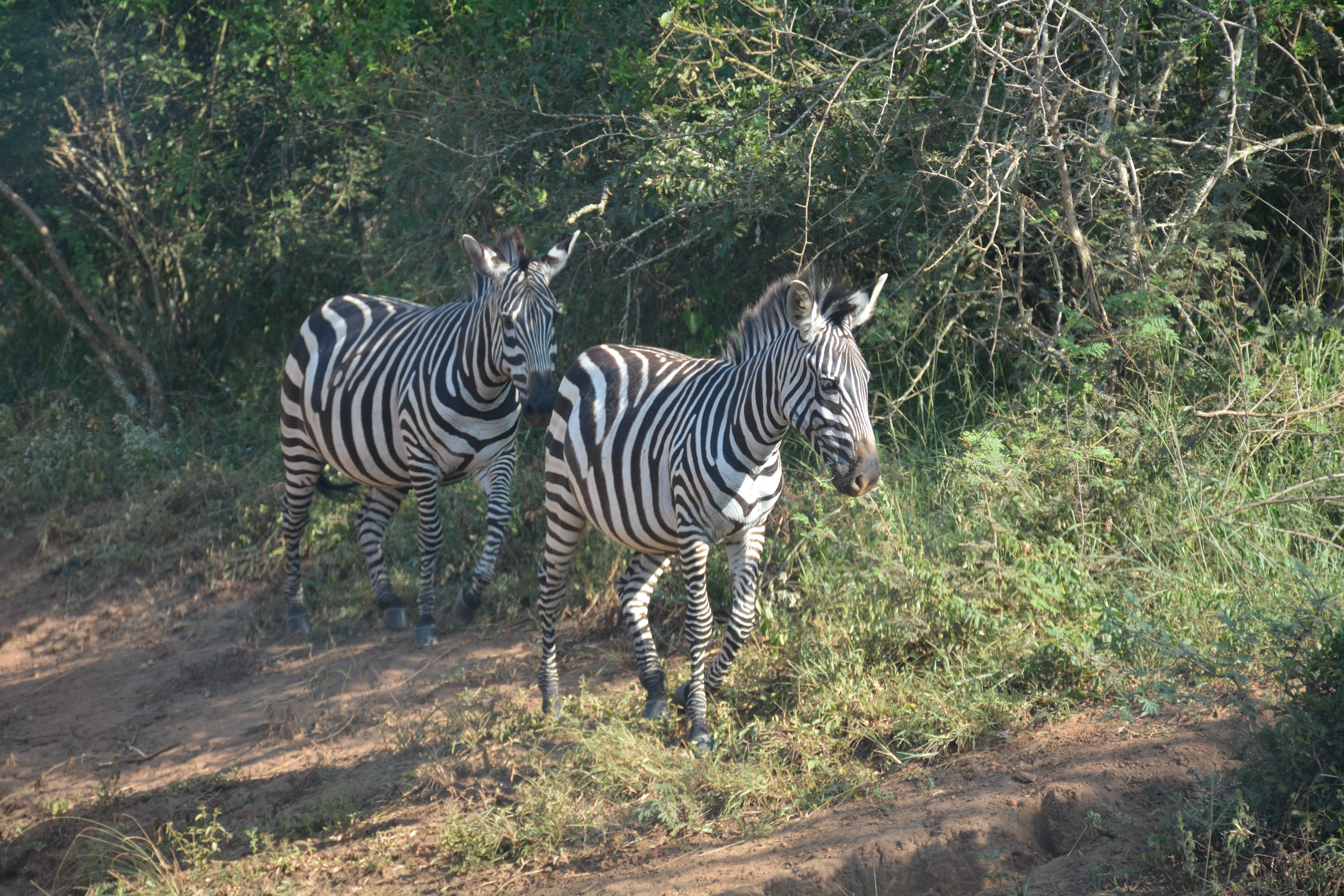 Zebras in Lake Mburo National Park savannah