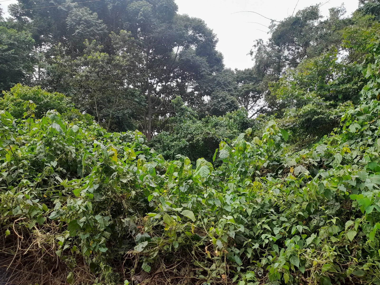 Mabira forest honey and wellness bundle