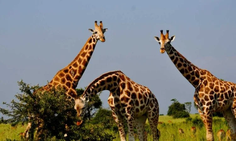 Safari in Murchison Falls National Park