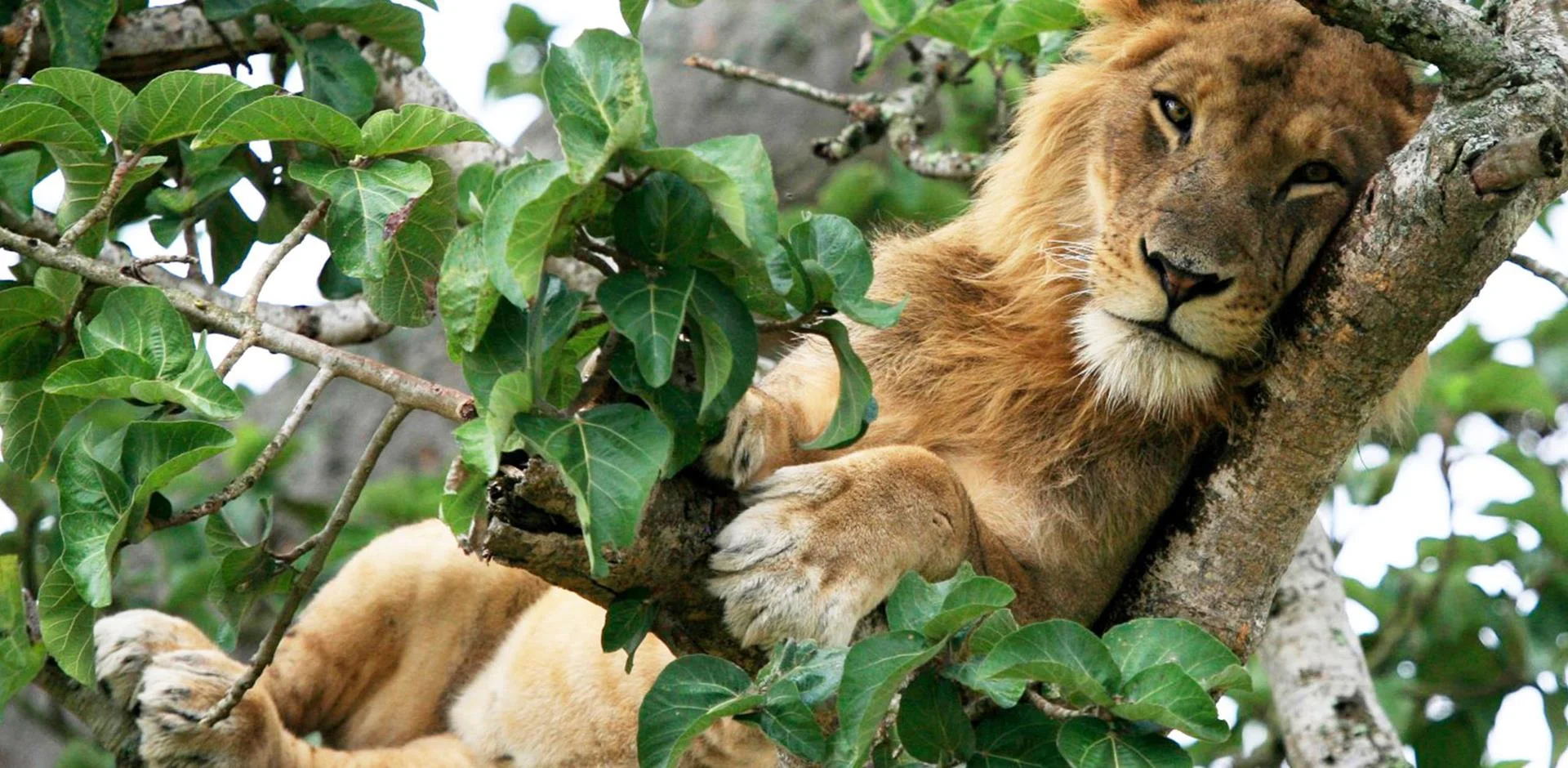Uganda safari scenery and wildlife experience
