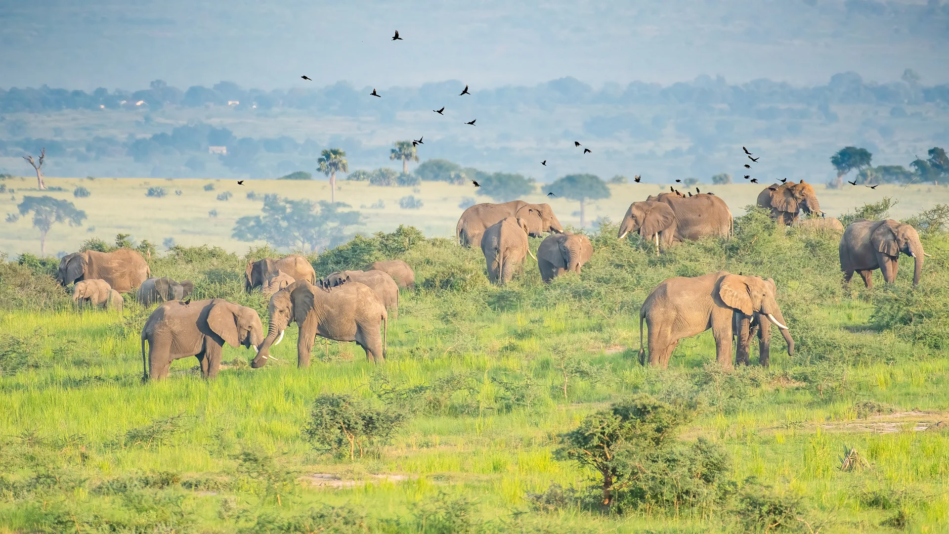 Safari in Murchison Falls National Park