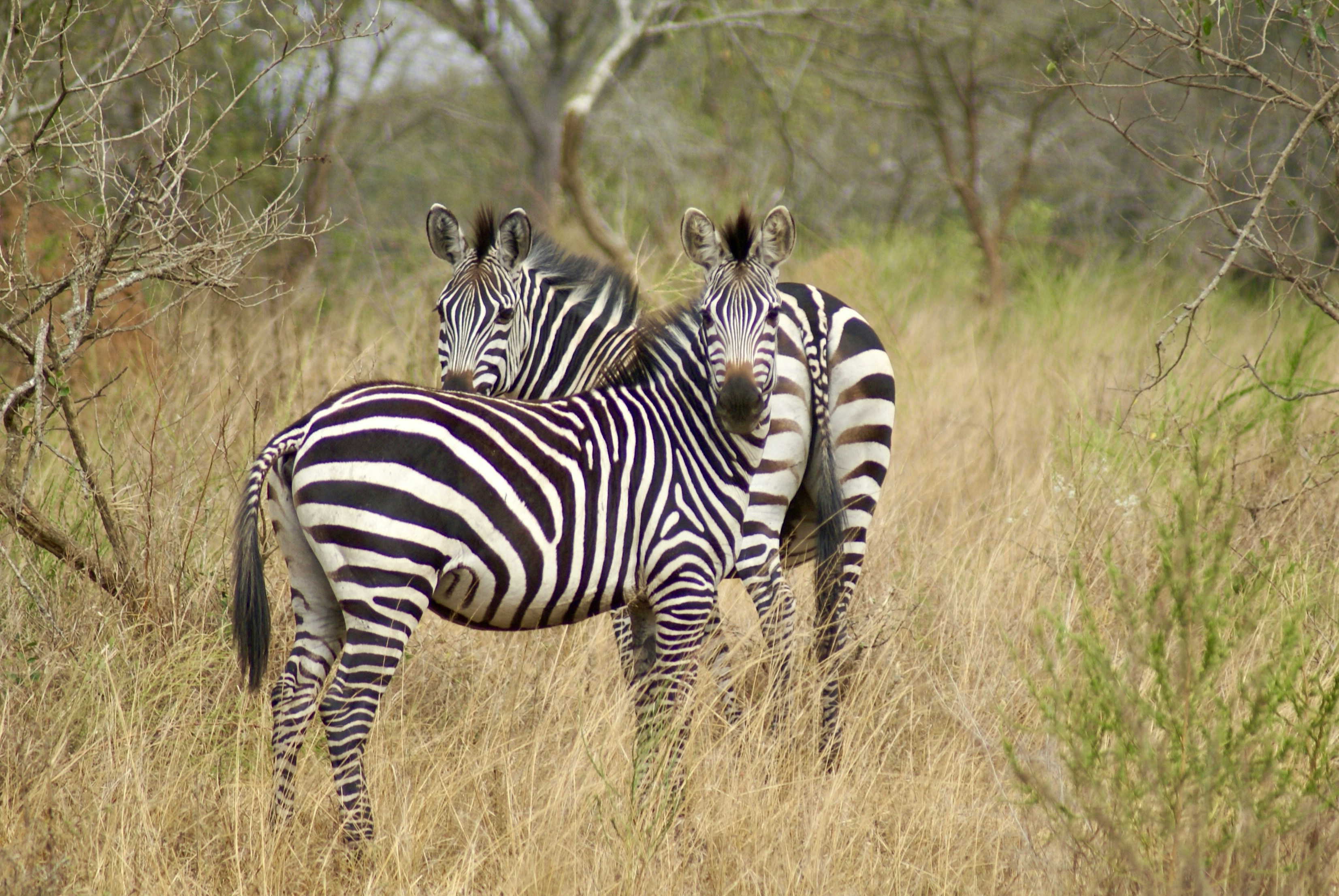 Zebras grazing during a Lake Mburo safari
